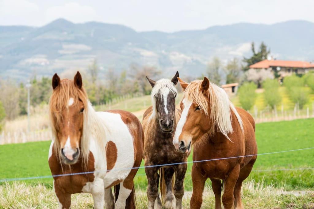 Agriturismo La Margherita San Giorgio Scarampi Kültér fotó